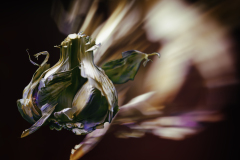 1_Knoflook-knol-