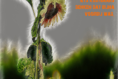 De zomer voorbij, bewerkte foto van een zonnebloem met vooraan staande tekst