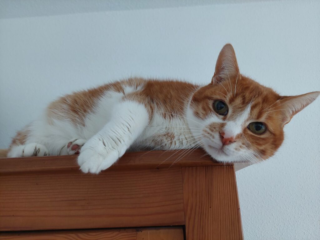 Kobus