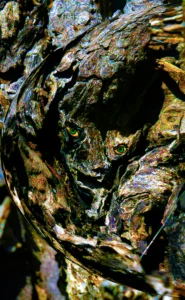 Close-up van boomschors met natuurlijke vormen en opvallende groene structuren.