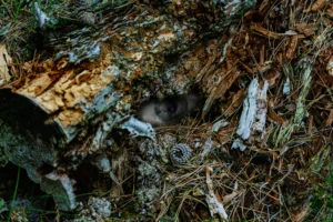 Dichtbegroeide bosbodem met naalden, takken, dennenappel en een subtiel menselijk oog.