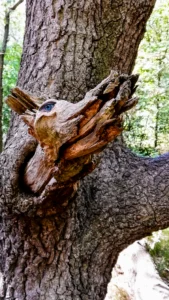 Close-up van boom met stuk hout dat lijkt op een dierenkop met geschilderd blauw oog.