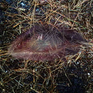 Donkere aarde met droge dennennaalden en een vaag doorzichtig object in het midden.