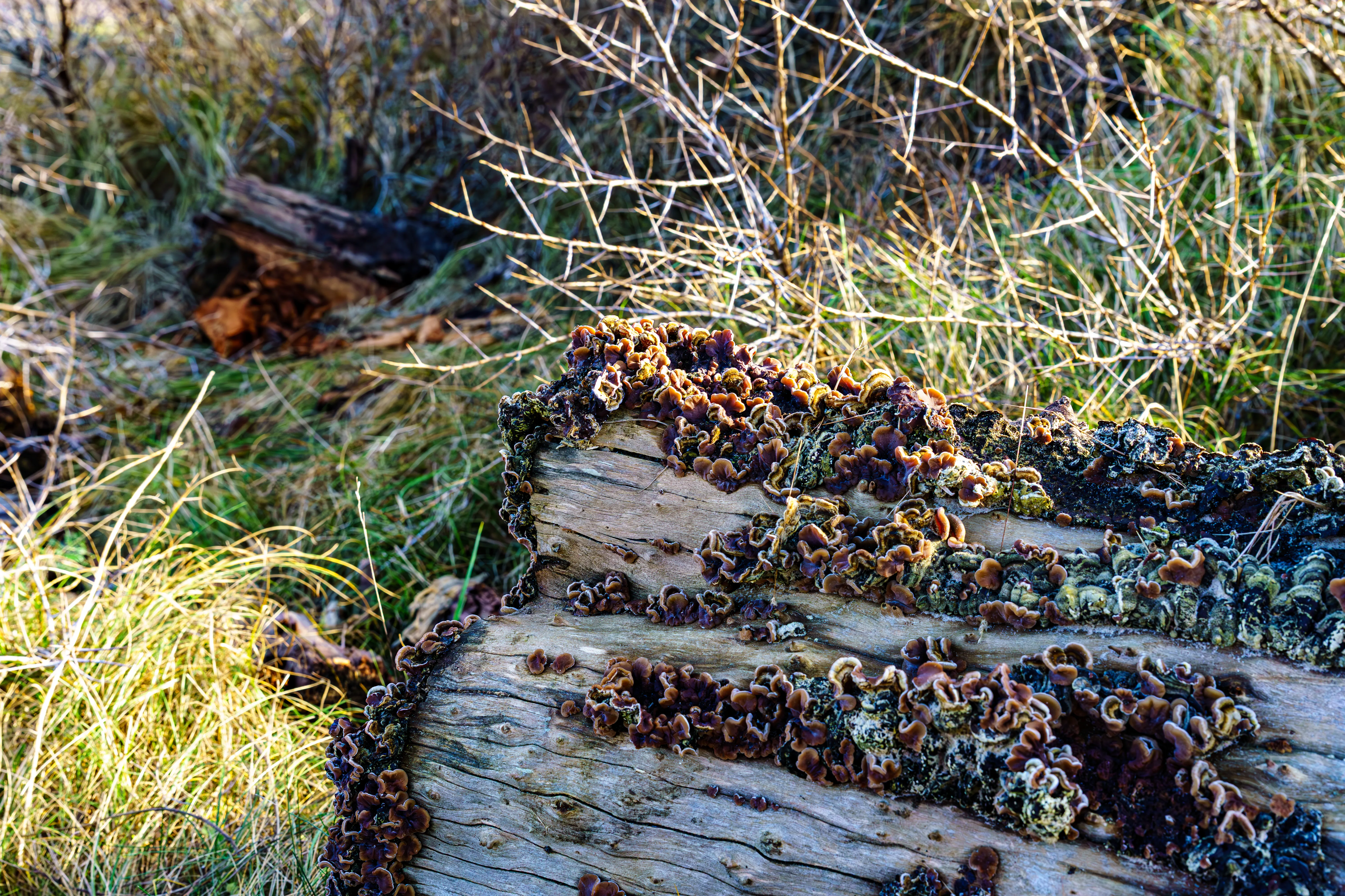 Omgevallen boomstam met bruinachtige paddenstoelen en korstmossen tussen gras en takken.