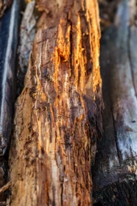 Close-up van verweerd, gedeeltelijk verrot hout met zonlicht op ruwe textuur.