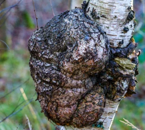 De kleuren na een regenbui