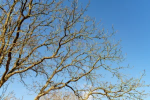 Kale takken in de winter