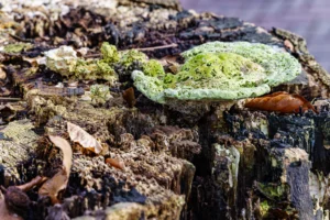 Resten van schimmel op een boomstam