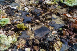 Resten van schimmel op een boomstam