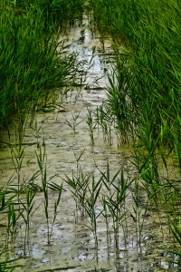 Sloot in natuurlijke kleur