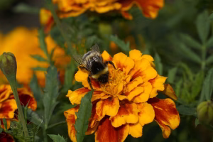 Hommel op bloem