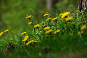 De schoonheid van een Paardebloem