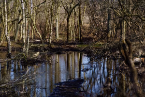 Duin ingang bij de Woude