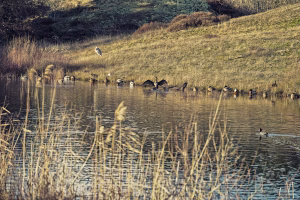 MdW Vogels bij een duinmeertje