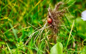 MdW Lieve heersbeestje