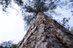 MdW trap naar de hemel