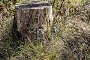 MdW Kleuren en lijnen in een oude boomstomp