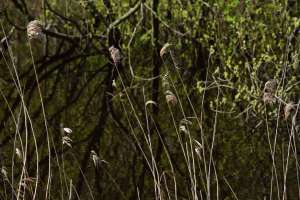 MdW Riet aan de waterkant