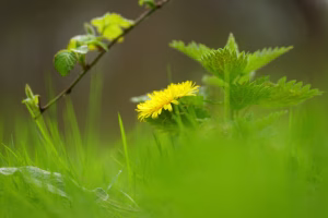 MdW de schoonheid van een Paardebloem