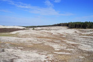 Duinlandschap na het kappen van bomen