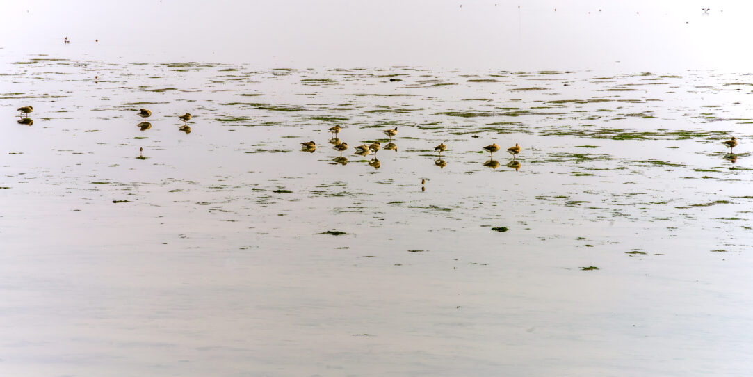 wadden vogels bij Ameland