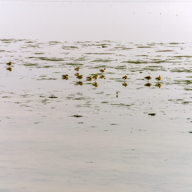 wadden vogels bij Ameland