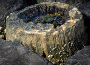 Stam in een strekdam bij den helder op het wad samenkomst Noordzee