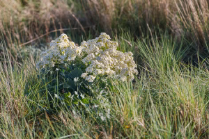 Aan de waddendijk op Terschelling