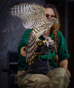 Vrouw voert roofvogel