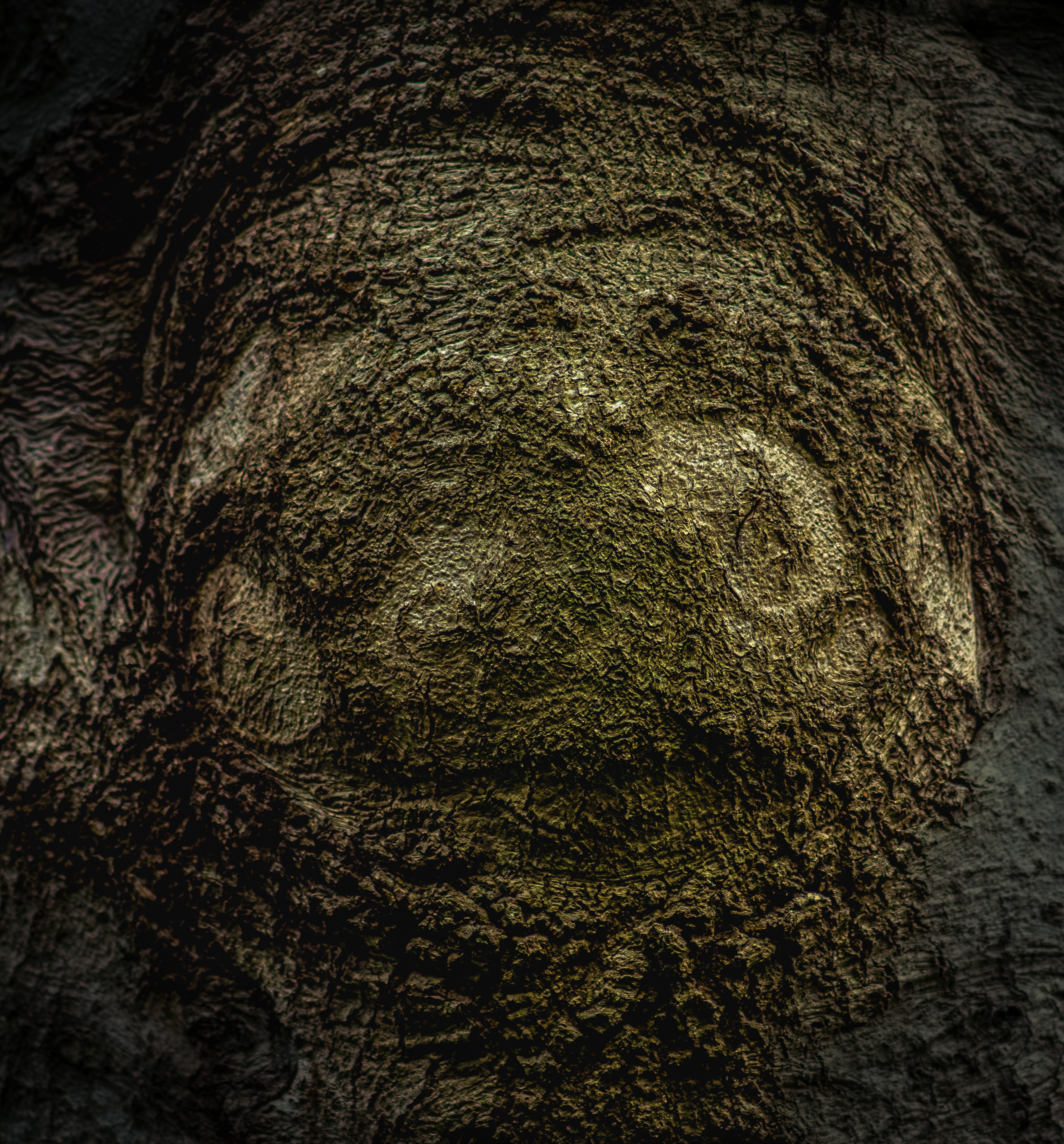 De kleuren van de boomstam