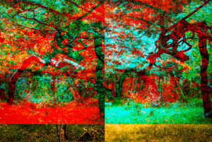 De kleuren van de boomstam