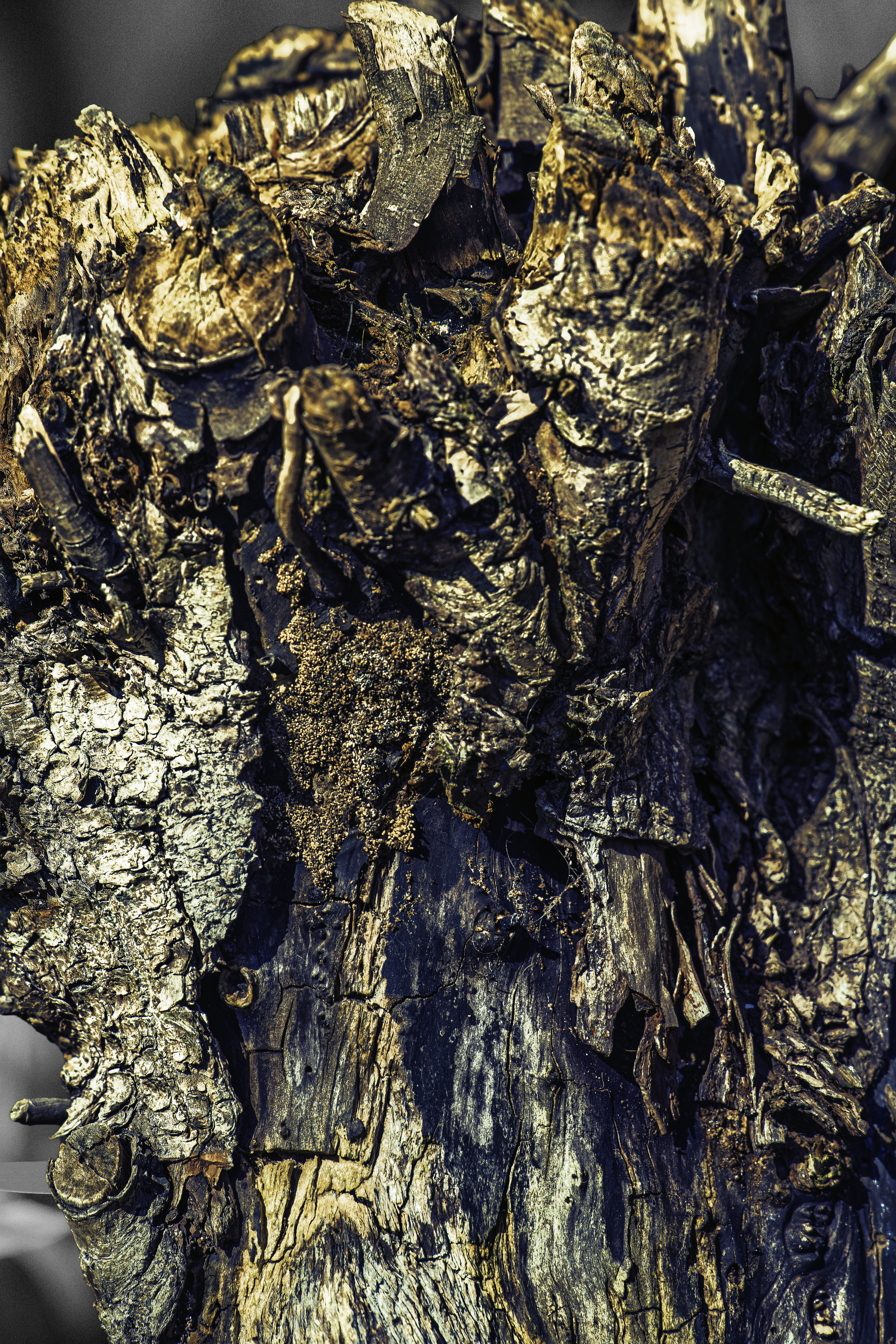 De kleuren van de boomstam