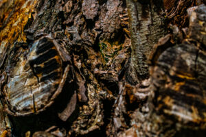 De kleuren van de boomstam