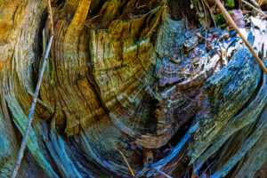 De kleuren van de boomstam