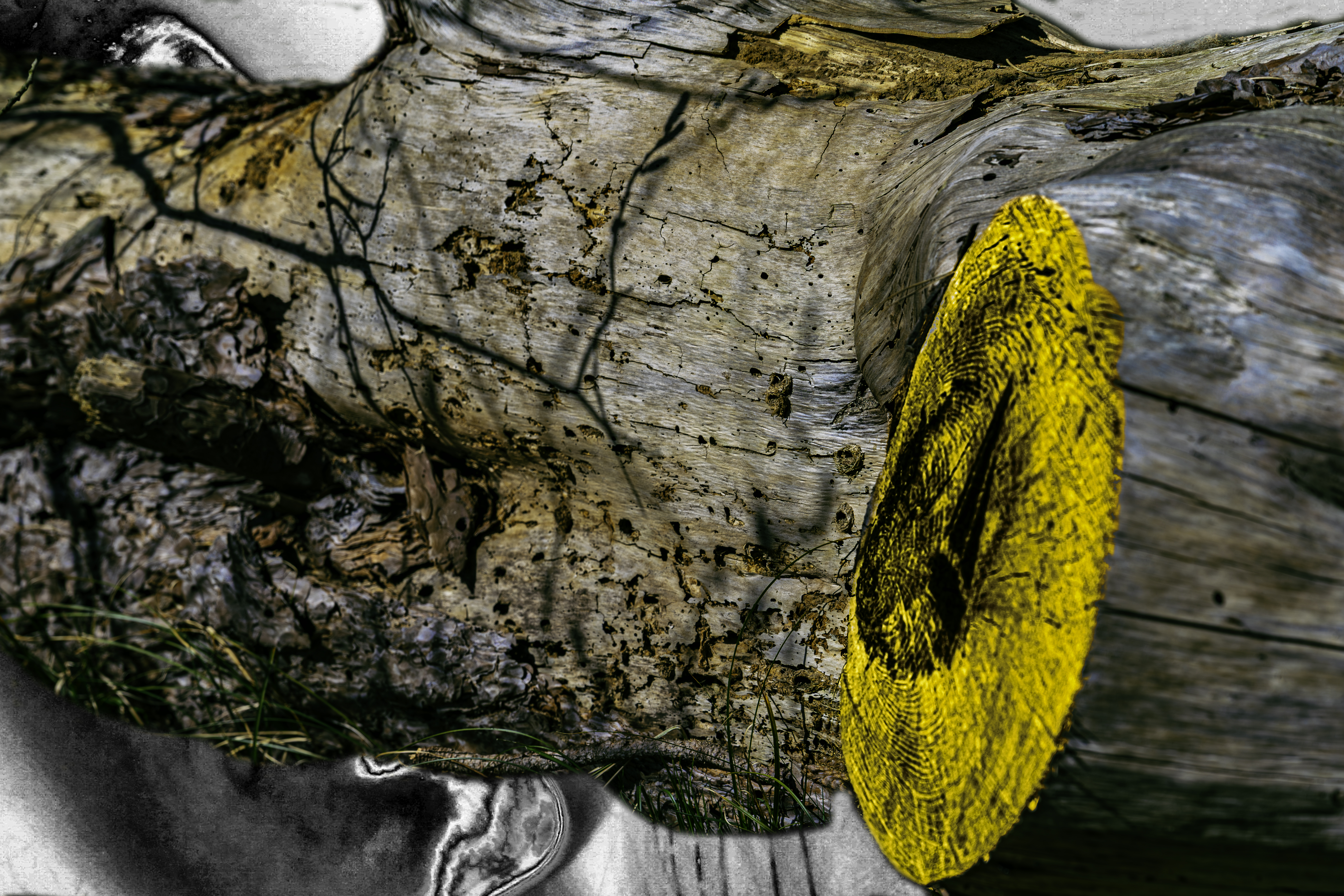 De kleuren van de boomstam