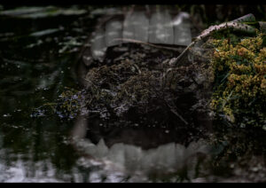 Herinnering aan de voortgaande klimaatcrisis - verdronken plant