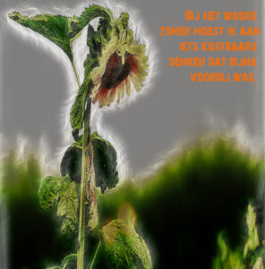 Close-up van een vergeelde zonnebloem tegen een grijze achtergrond, met oranje tekst aan de rechterkant.