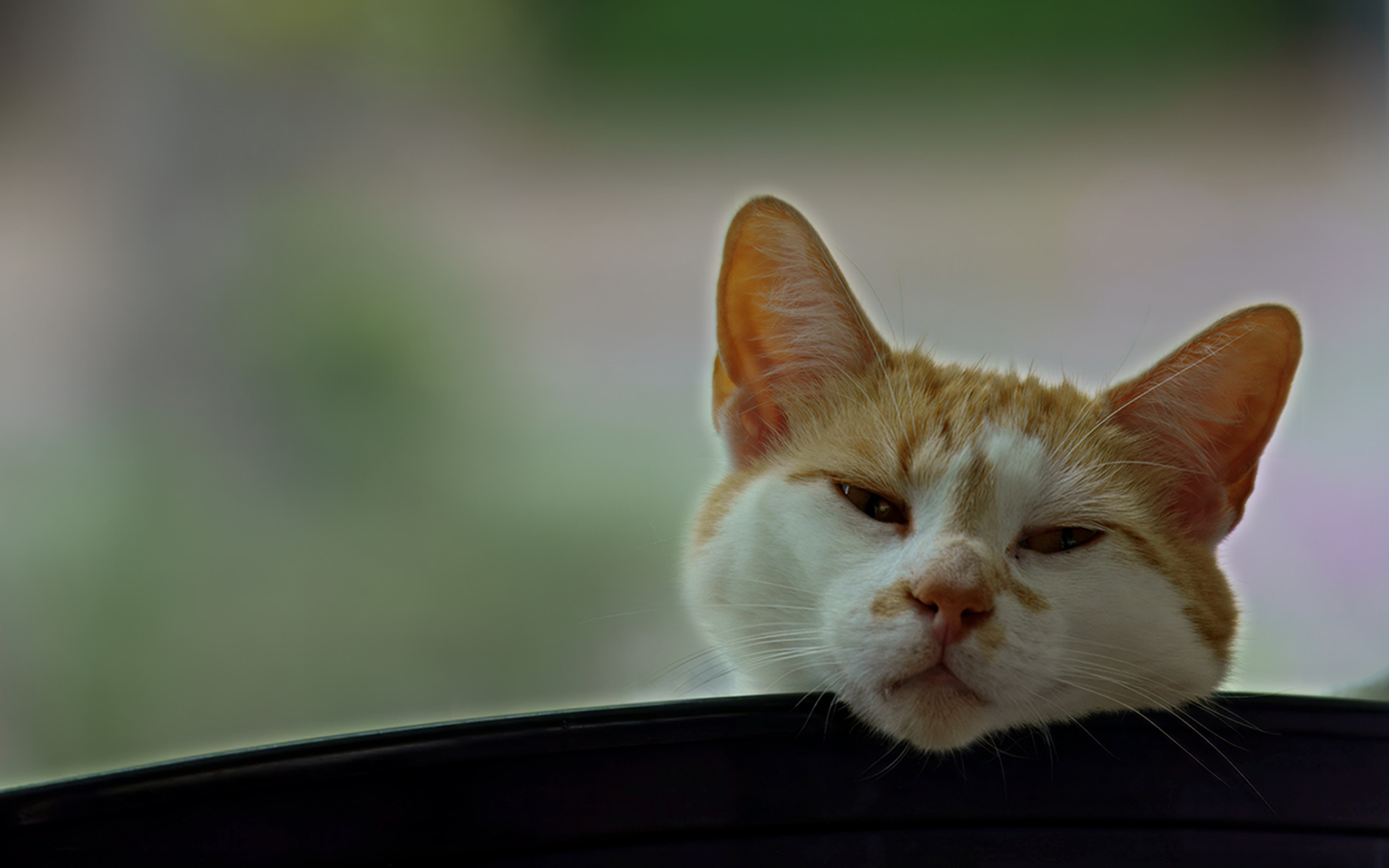 Poezen