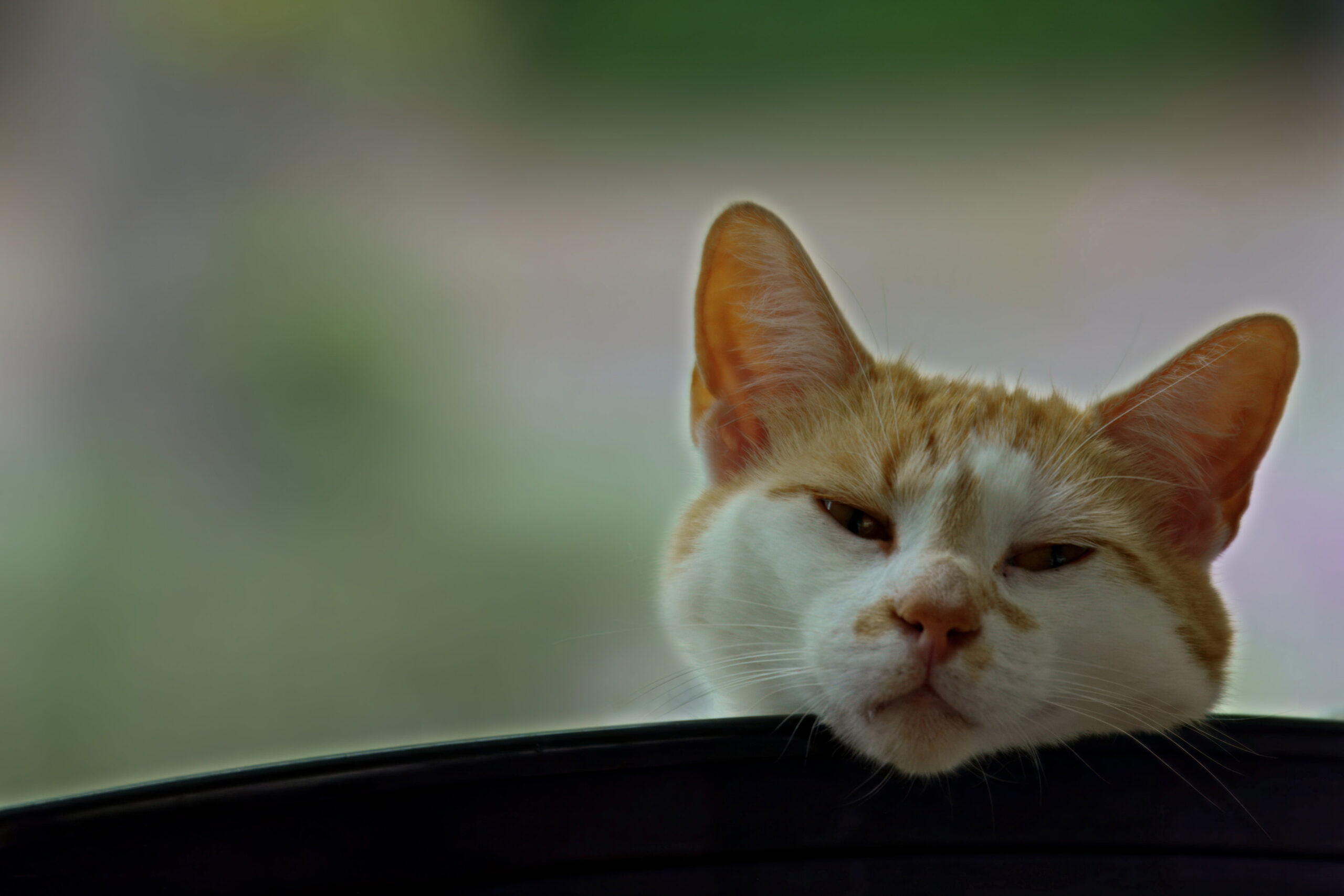 Poezen