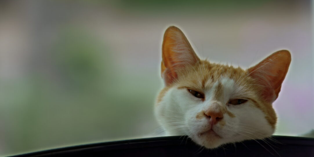 Kat ligt in zijn mandje en legt zijn kop op de rand van de bak.